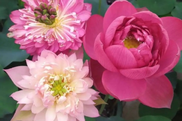 这花种在大缸里,越热越晒越开花,比脸盆还大! 这花种在大缸里,越热越晒越开花,比脸盆还大!