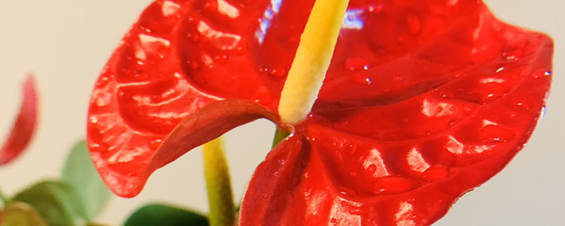 火鹤花的花语及寓意 火鹤花的花语及寓意
