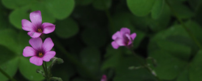 酢浆草开花后怎么修剪 酢浆草开花后怎么修剪