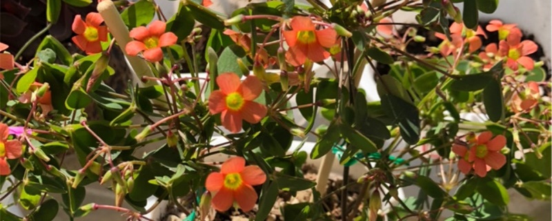 酢浆草开花时间 酢浆草开花时间
