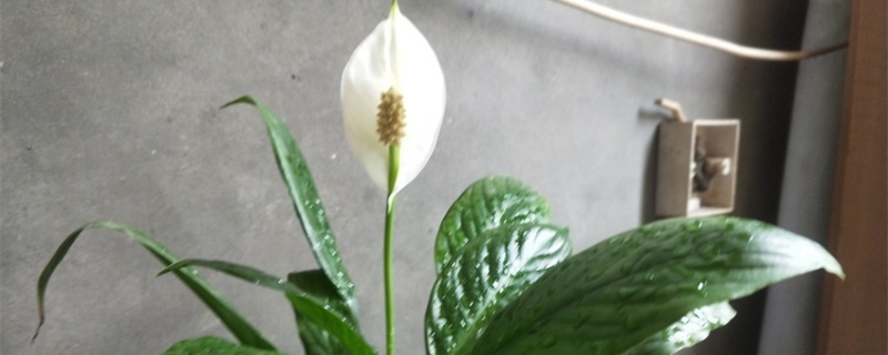 白掌开花有香味吗 白掌开花有香味吗