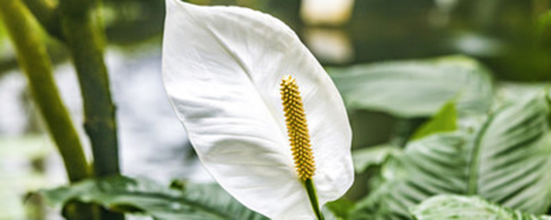 白掌开花时施什么肥料 白掌开花时施什么肥料