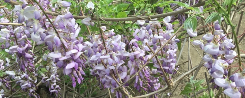 紫藤花什么时候开花 紫藤花什么时候开花