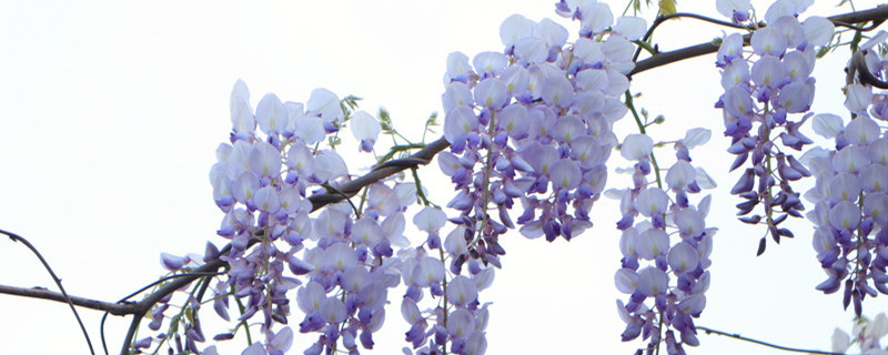 紫藤什么时候发芽 紫藤什么时候发芽
