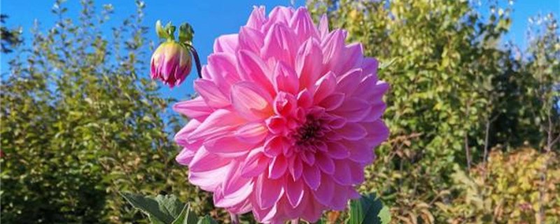 大丽花叶子发白怎么回事 大丽花叶子发白怎么回事