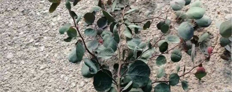 尤加利种子种植方法 尤加利种子种植方法