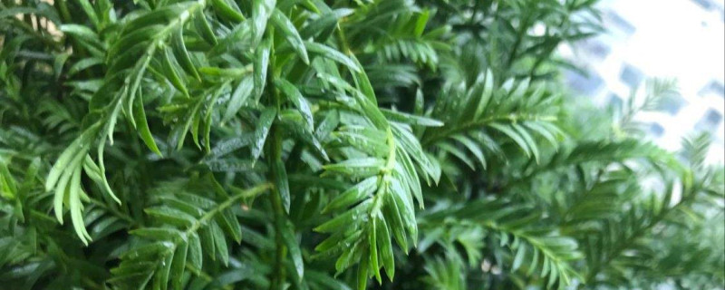 红豆杉怎么修剪整形,几月份可以剪枝 红豆杉怎么修剪整形,几月份可以剪枝