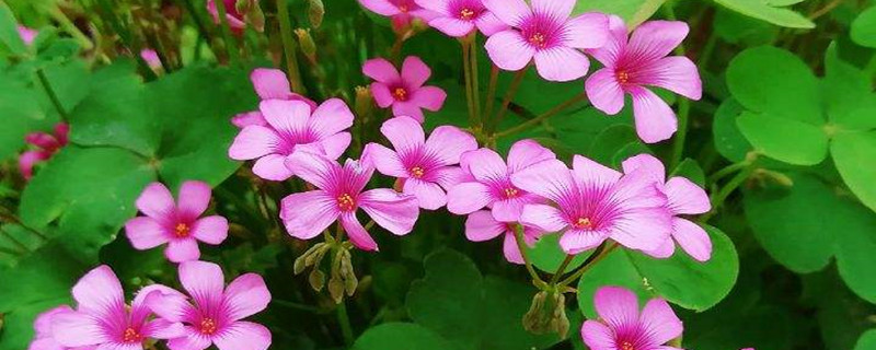 酢浆草开花后怎么养护,怎么收球 酢浆草开花后怎么养护,怎么收球