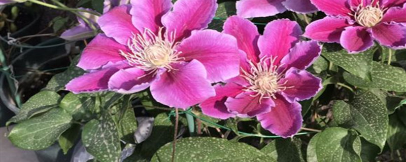 铁线莲小苗要掐花苞么,铁线莲小苗怎么养 铁线莲小苗要掐花苞么,铁线莲小苗怎么养
