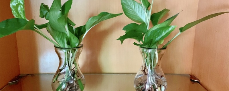 水养植物烂根怎么办,烂根的原因 水养植物烂根怎么办,烂根的原因