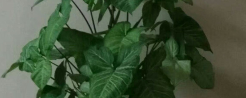 箭叶芋怎么养,叶子干枯卷曲怎么办 箭叶芋怎么养,叶子干枯卷曲怎么办
