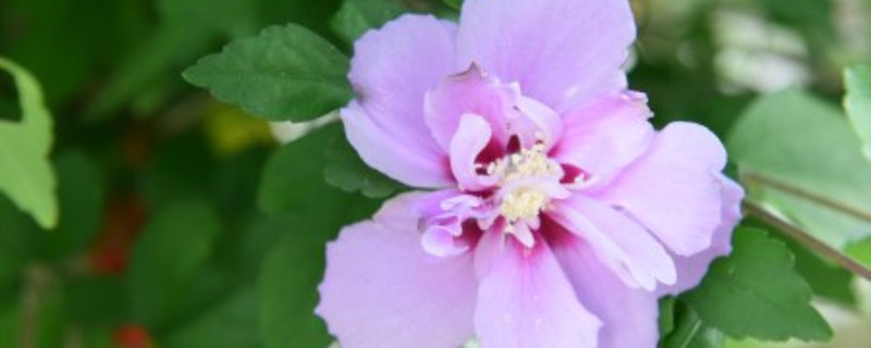 木槿开花后怎么样修枝 木槿开花后怎么样修枝
