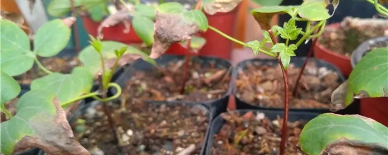 铁线莲开花后需要修剪吗 铁线莲开花后需要修剪吗