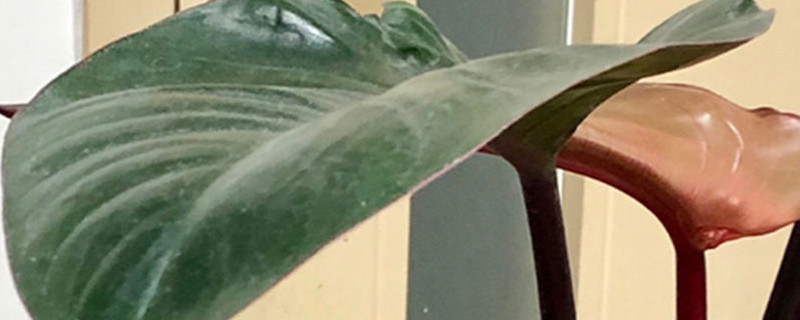 心叶喜林芋如何扦插,什么时候扦插 心叶喜林芋如何扦插,什么时候扦插