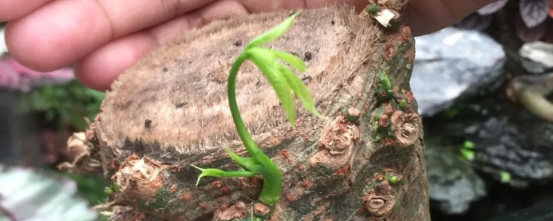 快死的花怎么救活,用什么药 快死的花怎么救活,用什么药