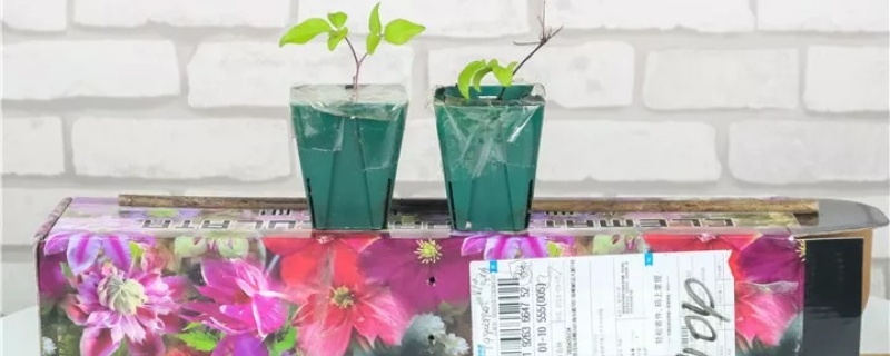 网上刚买的花怎么处理,怎么养护 网上刚买的花怎么处理,怎么养护