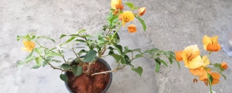 盆土板结怎么办,板结的原因 盆土板结怎么办,板结的原因