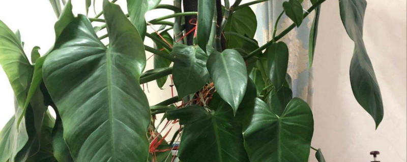 心叶喜林芋叶子发软是怎么回事,叶子发软怎么办 心叶喜林芋叶子发软是怎么回事,叶子发软怎么办