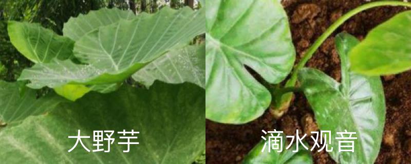 大野芋和滴水观音区别,能吃吗 大野芋和滴水观音区别,能吃吗