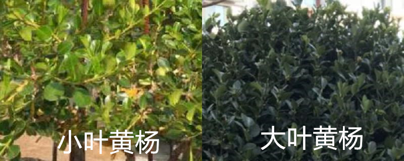 大叶黄杨和小叶黄杨的区别,怎么栽种 大叶黄杨和小叶黄杨的区别,怎么栽种
