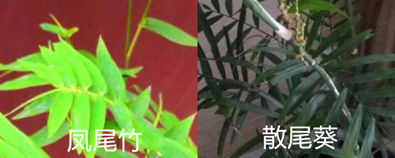 凤尾竹和散尾葵的区别,叶子干枯能剪吗 凤尾竹和散尾葵的区别,叶子干枯能剪吗