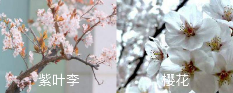 紫叶李和樱花区别,果实什么时候成熟 紫叶李和樱花区别,果实什么时候成熟