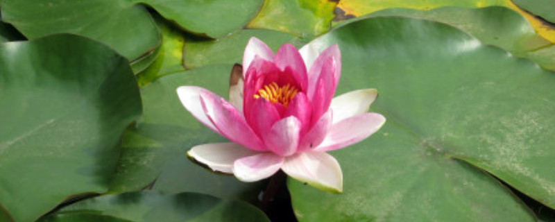 碗莲开花后会死吗 碗莲开花后会死吗