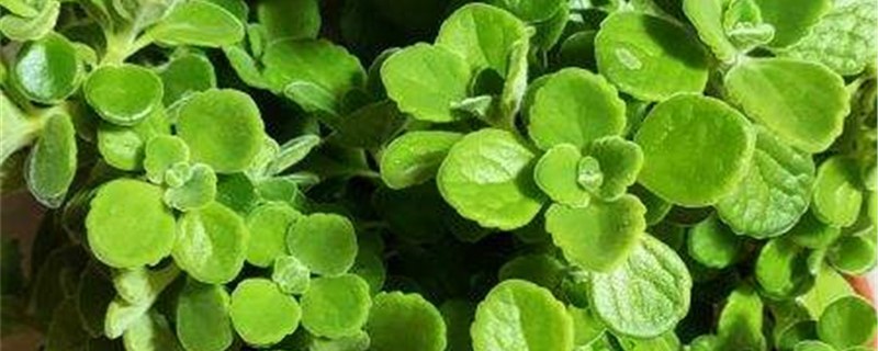 碰碰香用什么土种植 碰碰香用什么土种植