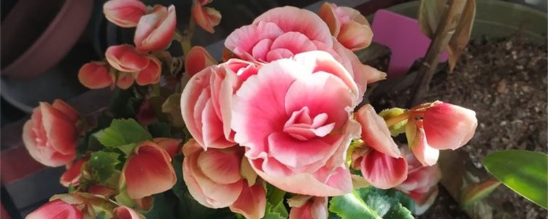 丽格海棠开花时用什么肥 丽格海棠开花时用什么肥