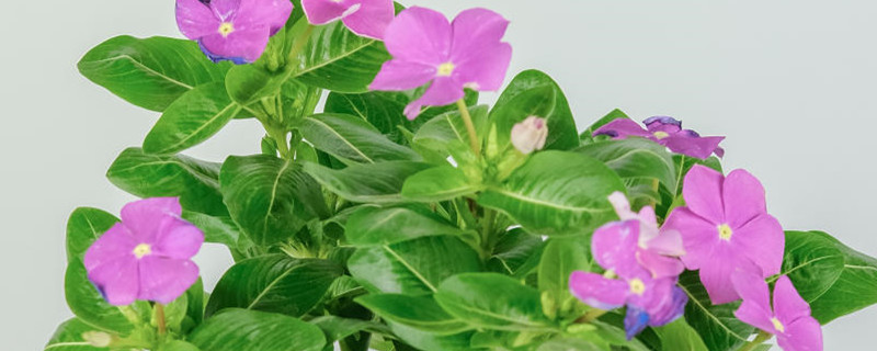长春花种子怎样泡种 长春花种子怎样泡种