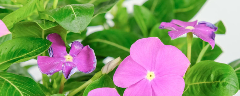 长春花开花时间