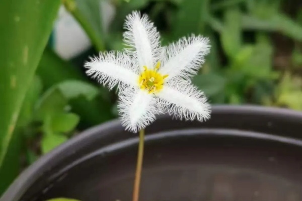 比绿萝还好养的花,1片叶子,养3天就开花! 比绿萝还好养的花,1片叶子,养3天就开花!