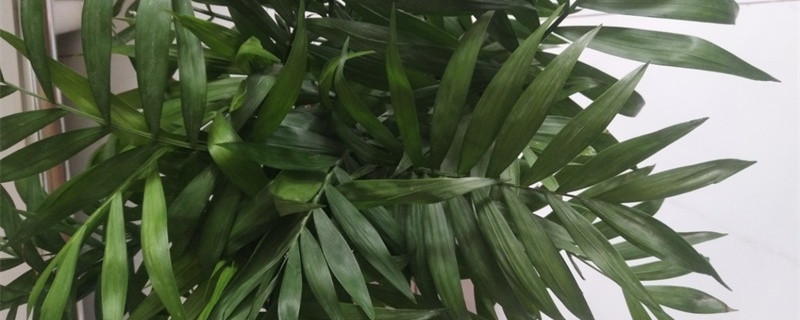 富贵椰子怎么修剪,什么时候修剪 富贵椰子怎么修剪,什么时候修剪
