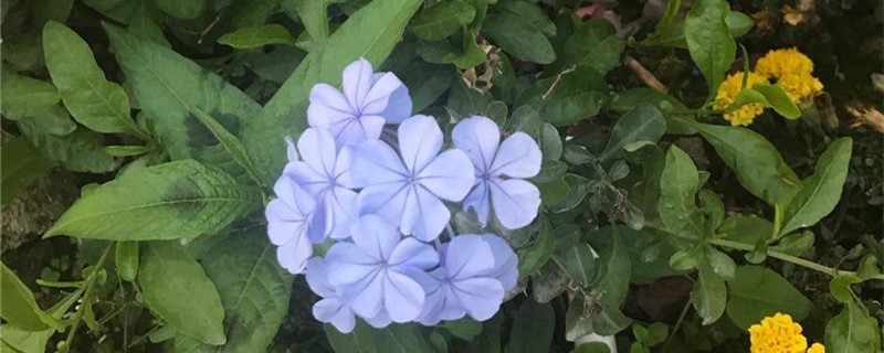 蓝雪花种子怎么种 蓝雪花种子怎么种