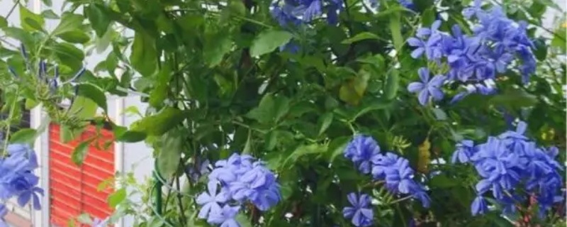 蓝雪花春天怎么施肥 蓝雪花春天怎么施肥