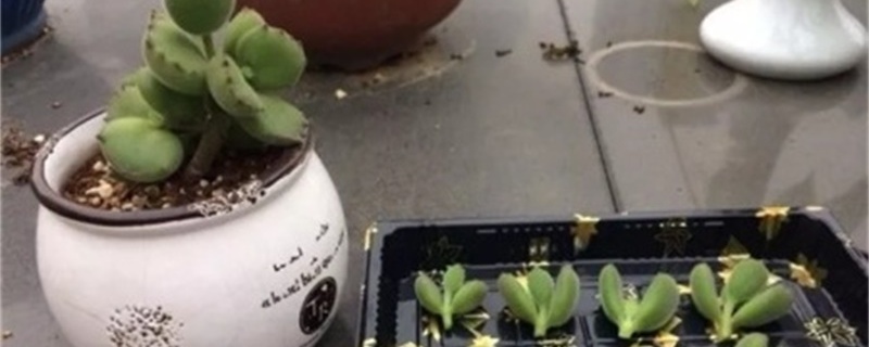 熊童子的花语 熊童子的花语