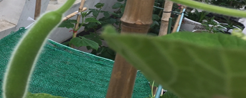 瓠瓜的种植方法和时间 瓠瓜的种植方法和时间