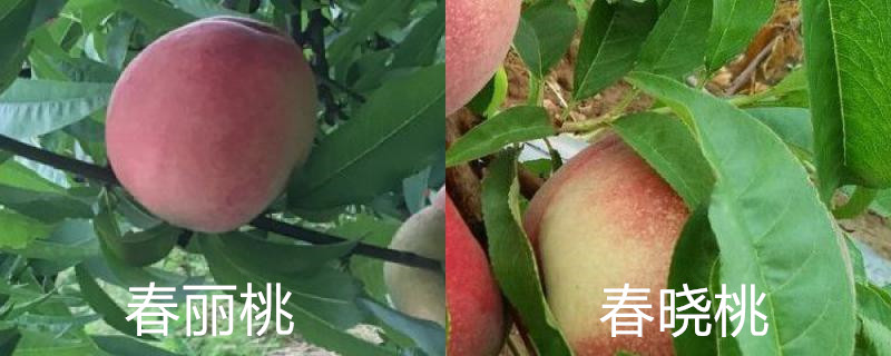 春丽桃和春晓桃区别,分别怎么养护 春丽桃和春晓桃区别,分别怎么养护
