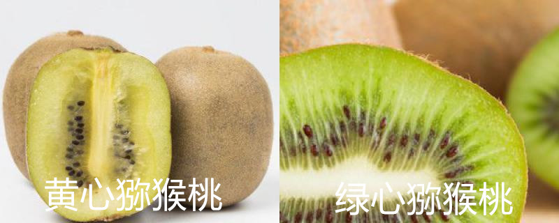 黄心猕猴桃和绿心猕猴桃的区别,怎么栽种 黄心猕猴桃和绿心猕猴桃的区别,怎么栽种