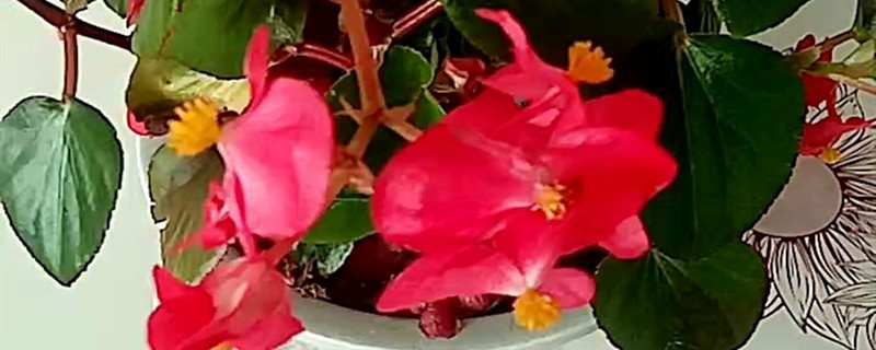 四季海棠开花时间 四季海棠开花时间