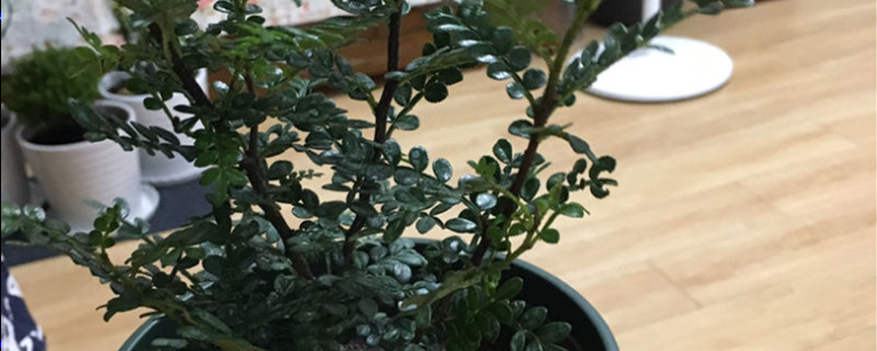 清香木用淘米水浇吗 清香木用淘米水浇吗