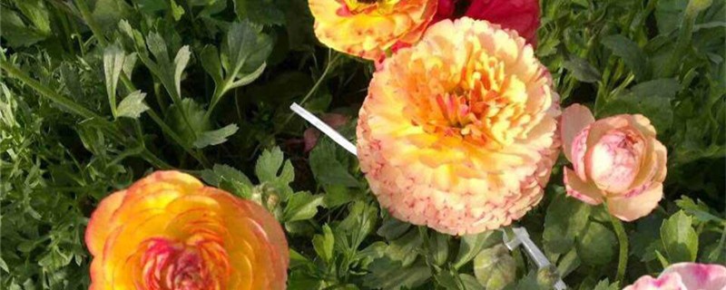 花毛茛的花期 花毛茛的花期