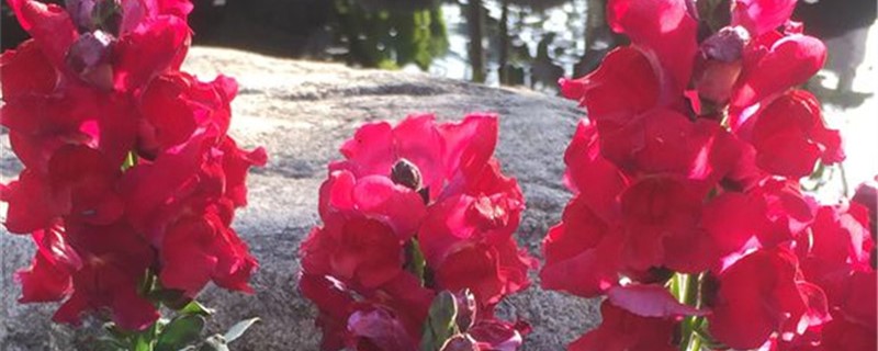 金鱼草的花语是什么 金鱼草的花语是什么