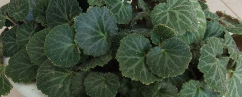 虎耳草春天怎么养护 虎耳草春天怎么养护