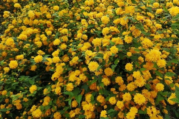 6种花种在大门口,花开一整片,镇宅又霸气! 6种花种在大门口,花开一整片,镇宅又霸气!
