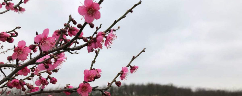 梅花是什么植物,怎么养护 梅花是什么植物,怎么养护
