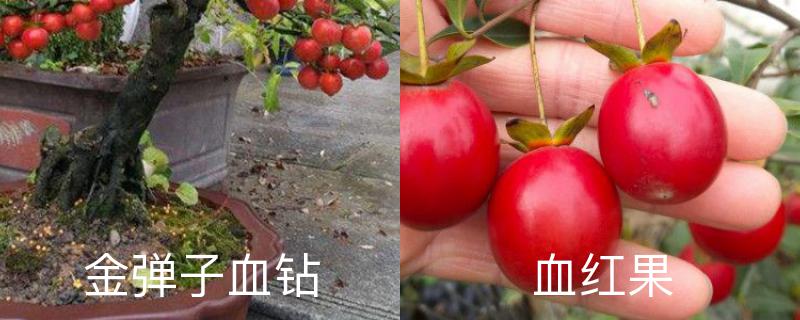 金弹子血钻和血红果区别,分别怎么养护 金弹子血钻和血红果区别,分别怎么养护