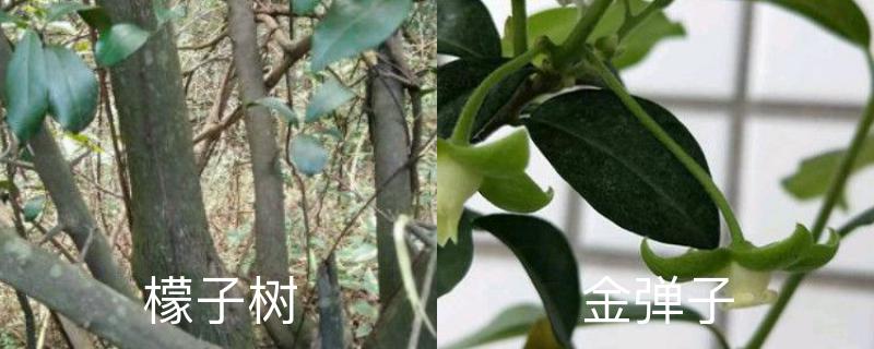 檬子树和金弹子的区别,分别怎么养护 檬子树和金弹子的区别,分别怎么养护