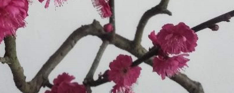 骨里红梅花怎么剪枝,什么时候修剪 骨里红梅花怎么剪枝,什么时候修剪
