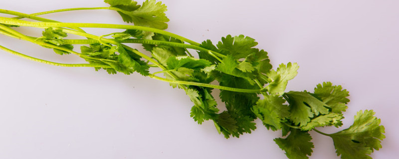 香菜籽怎么种出苗快,什么时候播种 香菜籽怎么种出苗快,什么时候播种